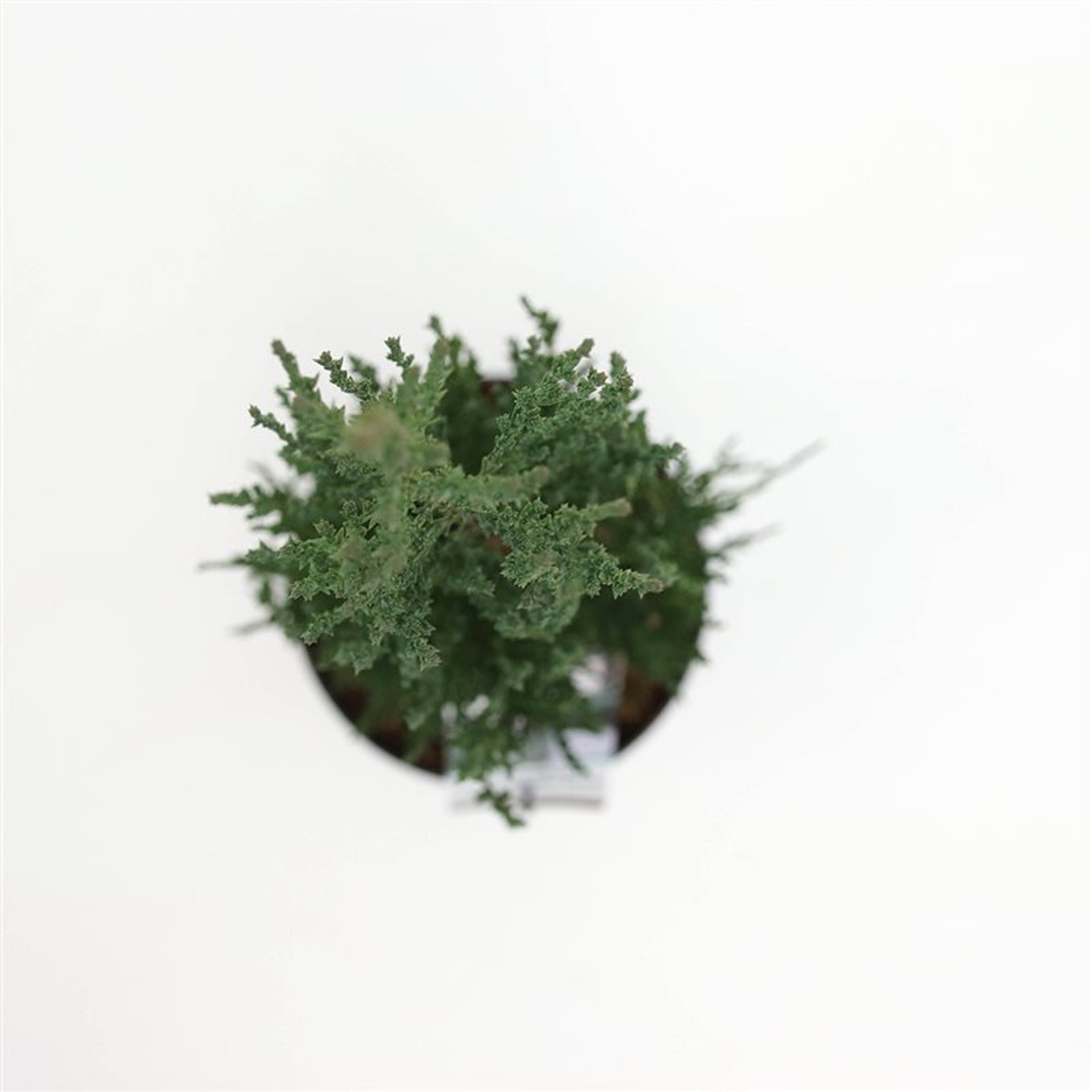 Juniperus s. 'Blue Arrow' - C3 50-60 CM